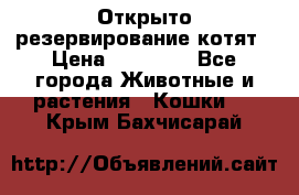 Открыто резервирование котят › Цена ­ 15 000 - Все города Животные и растения » Кошки   . Крым,Бахчисарай